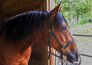 Tsigilili looking out over the paddock